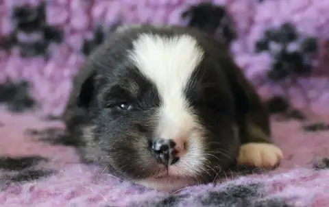 Chien Finnois De Laponie  Bjarni Kuma De La Vallée D' 4ce65