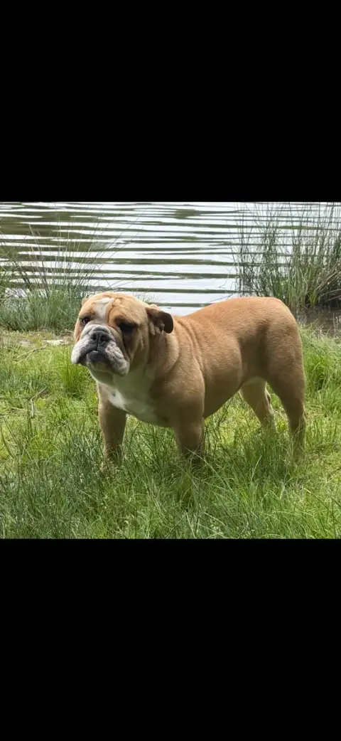 Bulldog Anglais 
                        Aglaée Des B 836f7