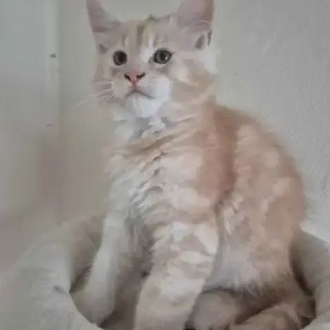 🐾 Chatons Maine Coon Disponibles – Portée Du 31/0
