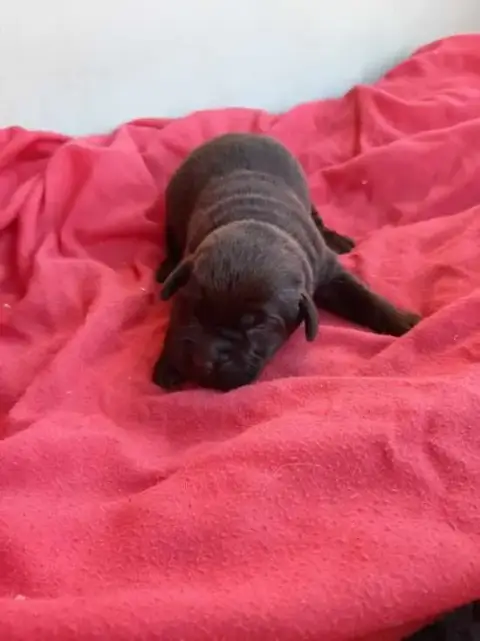 Labrador Retriever  Chiot N°5 Du Moulin De Madjurie b77e0