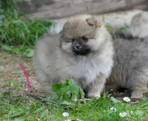 Spitz Allemand  Chiot Rose Des Brimbelles photo 3