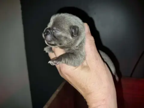 Chihuahua  Chiot 2 Of Little Dog'S Paradise
