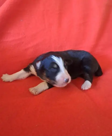 Berger Australien  Chiot 7 De La Pierre Du B'Ressieux 80a0e photo 2