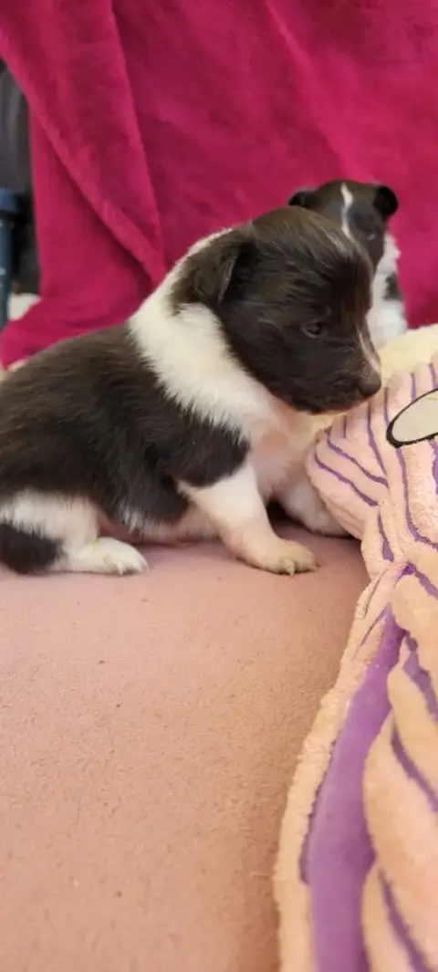 Shetland Sheepdog  B..... Des Molosses De Timoulys photo 3