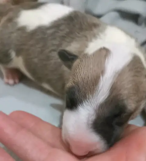 Bull Terrier  Chiot N°1 Of The Little Troublemaker