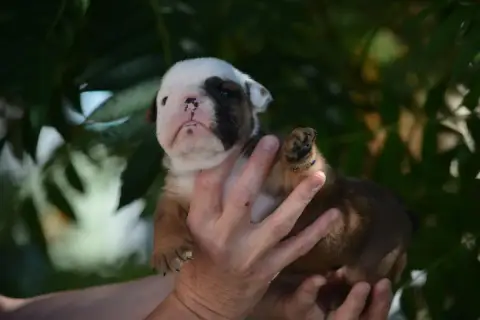 Bulldog Anglais photo 3