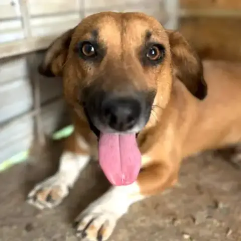 Urgence Lucky A L'Adoption Ou Accueil