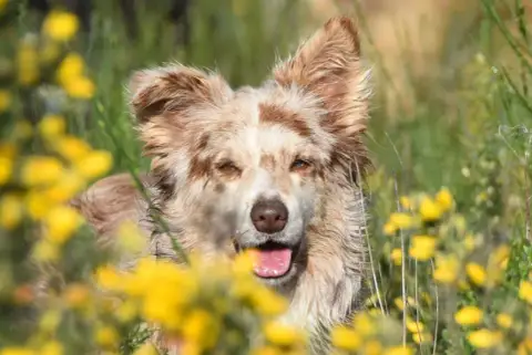 Border Collie  Bleu Merle De La Colline D'Ans photo 3