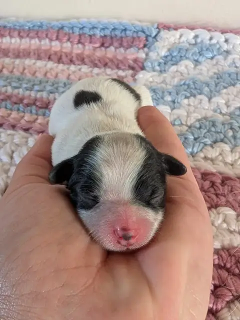 Epagneul Nain Continental (Papillon)  Chiot N°3 Des R c5737