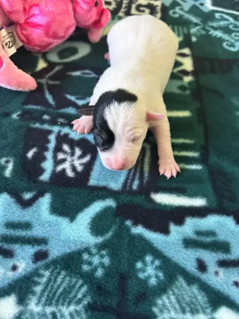 Jack Russell Terrier  Chiot N°1 Of Spirit Mountain