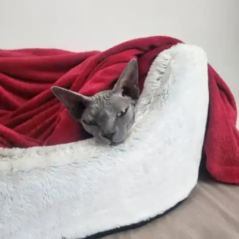 Adopter Chatons Sphynx Loof