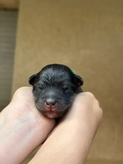 Chien Finnois De Laponie  Chiot 1 -