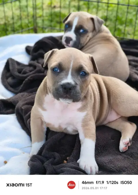 American Staffordshire Terrier  Blue Maison Vannbert 1aaa2