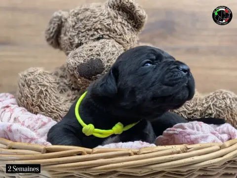 Cane Corso  Collier Jaune Fluo De La Treizieme Legion 70e30 photo 3