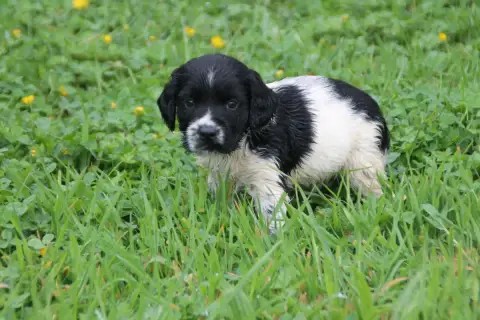 English Springer Spaniel  Chiot N°7 Brush Master