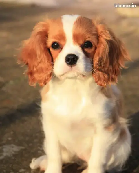 Cavalier King Charles Spaniel  Ce Chiot Est Vendu De  069a4
