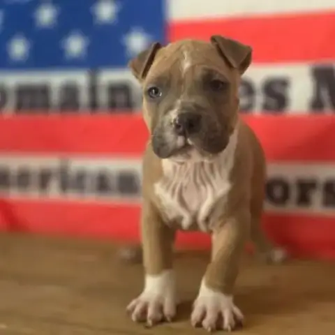 Chiots Amstaff Lof