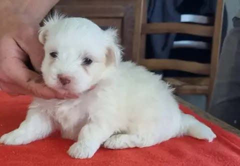 Coton De Tulear  Chiot N°4 Des Hirondelles Du Voyage a75cb photo 2