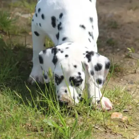 Chiot Femelle Dalmatien