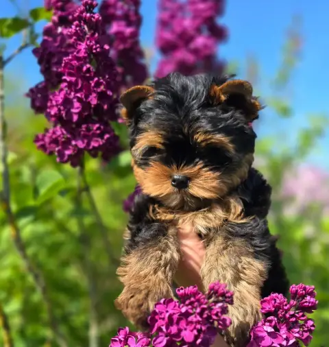 Yorkshire Terrier  Bayan Blue Diamond Doll'S