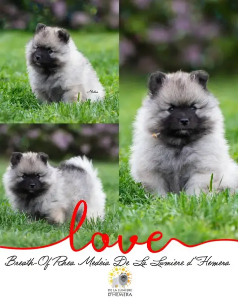 Spitz Allemand  Breath-