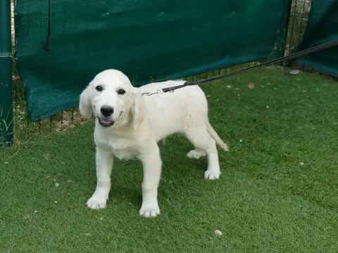 Golden Retriever photo 2