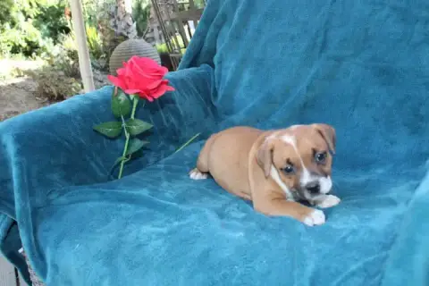 Staffordshire Bull Terrier  Chiot N°6 Des Terres De L 1d587