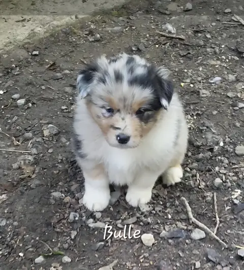 Berger Australien  Bulle photo 3