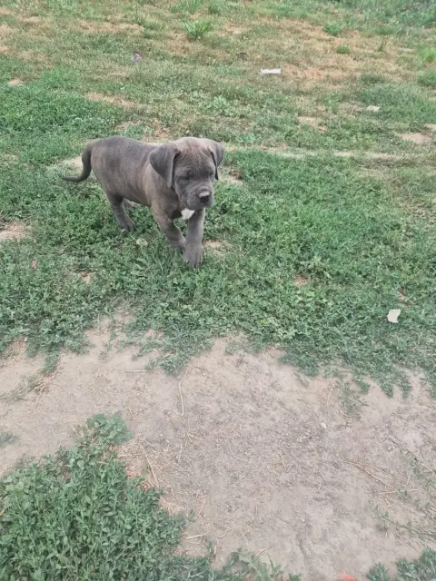 Cane Corso photo 2