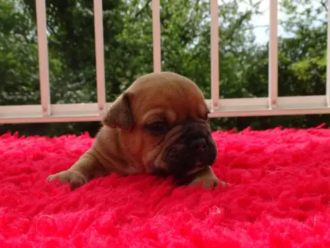 Bulldog Continental  Belmondo Du Mont De L'Aigle