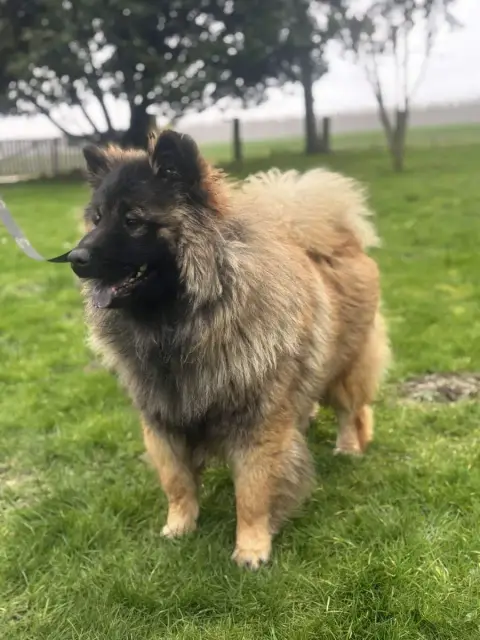 Eurasier  Alto Des Marais De Courmont photo 3