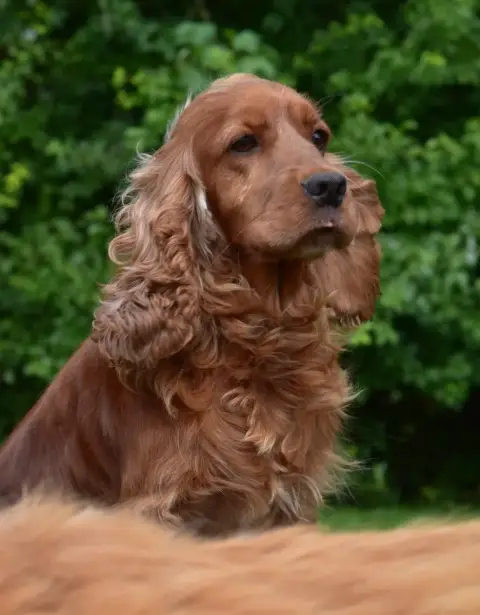 Cocker Spaniel Anglais  Ussia D'Oup- photo 3