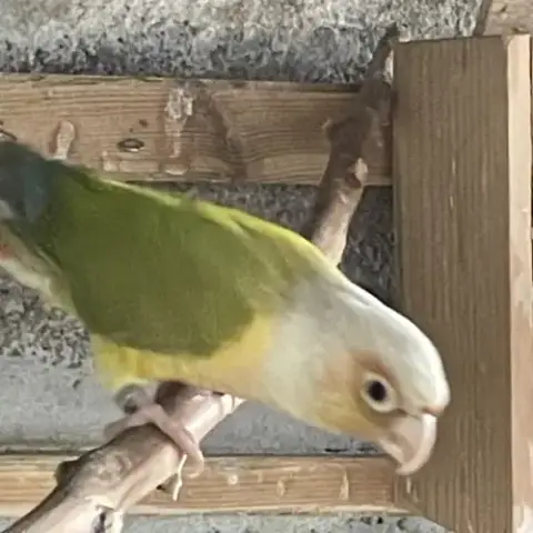 Conure Mâle Eam