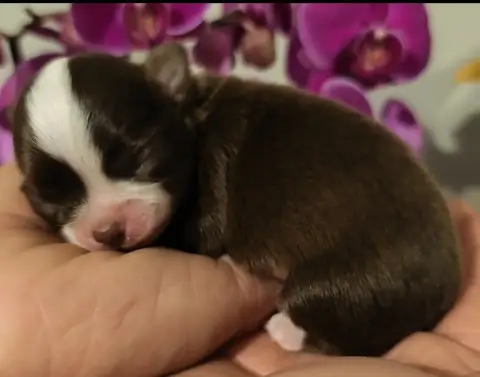 Chihuahua  Benko De L'Eclipse Du J'Gembad