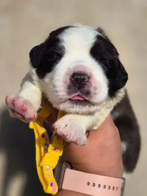 Chien Du Saint-