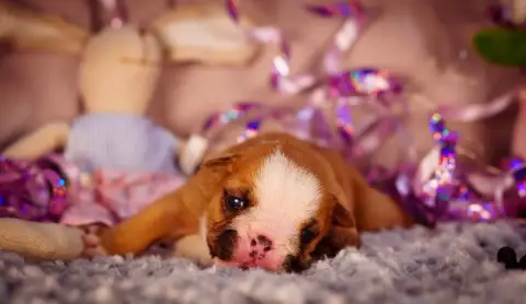 Bulldog Anglais  Born To Be Wild De La Lune Sombre photo 3