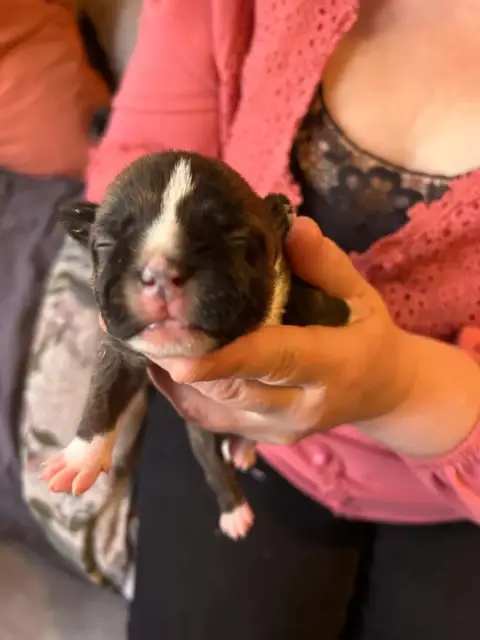 Staffordshire Bull Terrier  Chiot N°4 Du Temple Des G a13e6