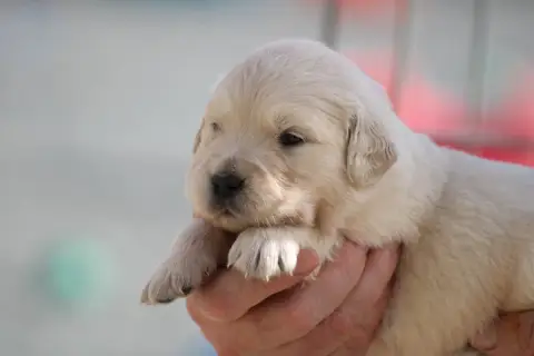 Golden Retriever  Chiot N°6 Des Romarins De Mayerling 0066e photo 2