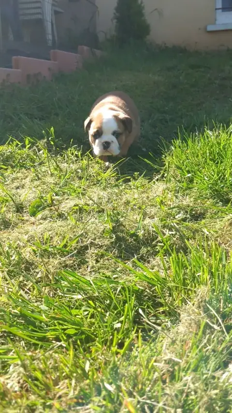 Bulldog Anglais  Chiot N°2 Stocky Family photo 3