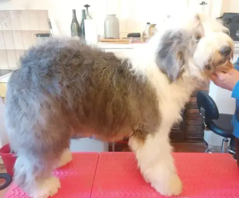 Bobtail  Chiot 1 Lords Of Cuzay photo 2