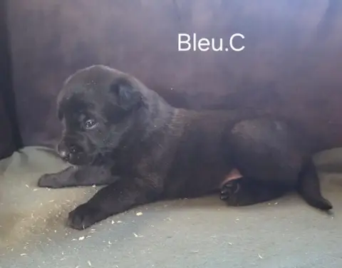 Berger Belge  Bleu Clair De La Dream Team Des Charbon 07572