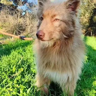 Zorro, Jeune Et Magnifique Chien Carea