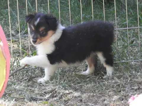 Shetland Sheepdog  Chiot 1 Du Puits Saint Loup