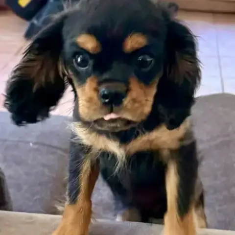 Chiot Noir Feu