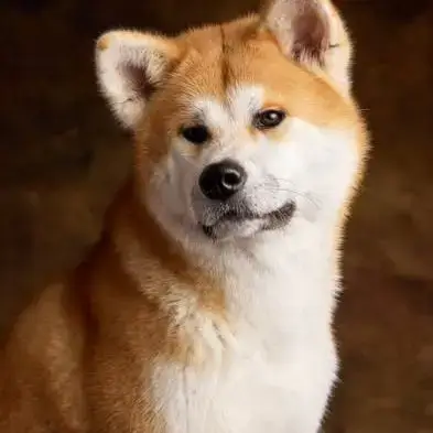 Chien Achika À L Adoption