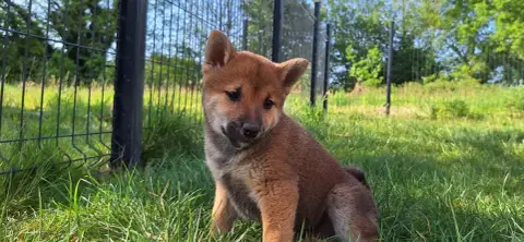 Shiba  Booky Akai Inu
