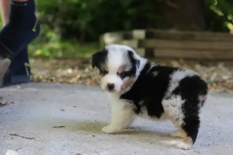 Berger Australien  Chiot N°1 Des Canailles De La Berg d91b1 photo 3