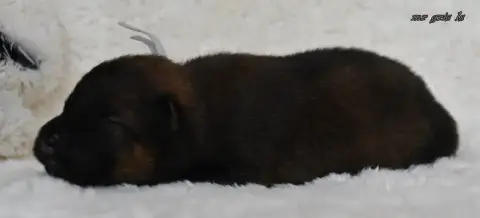 Eurasier  Chiot 7 Des Legendes De Retz photo 2