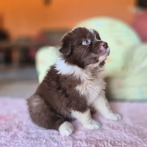 Berger Australien  Chiot photo 3