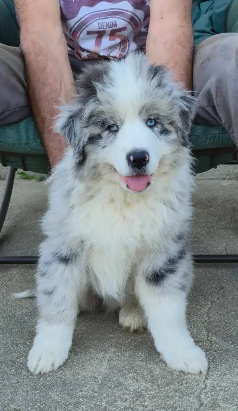 Berger Australien  Chiot N°5 Des Plaines D'Alexoanne 40483